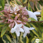 Abelia  x grandiflora 'Kaleidoscope' ® : C10L